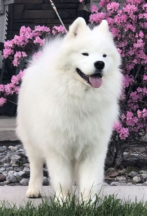 The Ancient Rituals and Ceremonies of White Magic Samoyed Breeders